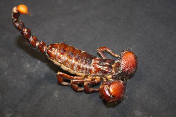Media type: image; Invertebrate Zoology 15577